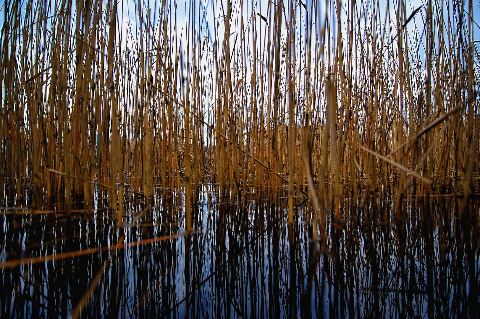 Schilfe am Hallwilersee