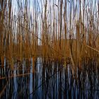 Schilfe am Hallwilersee