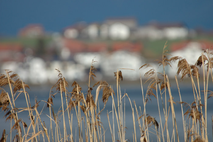 Schilff am Hopfensee