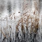 Schilff am See zur winterlichen Zeit