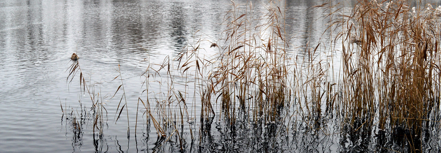 Schilff am See zur winterlichen Zeit