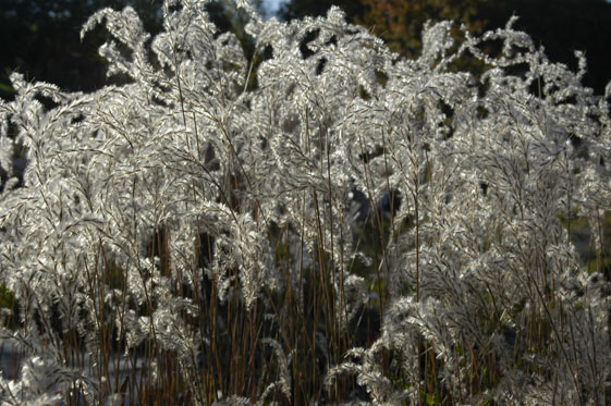 Schilff im Schein der Sonne