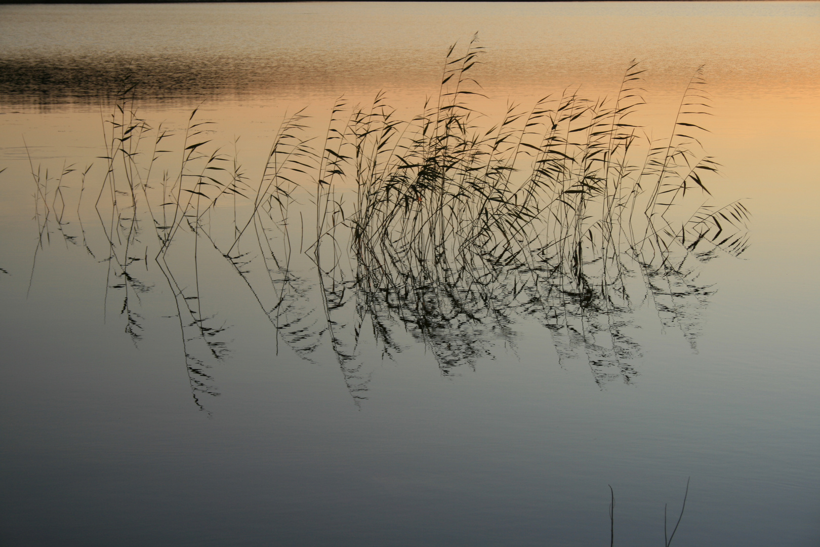 Schilff im Sonnenuntergang