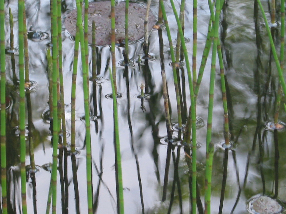 Schilff im Teich