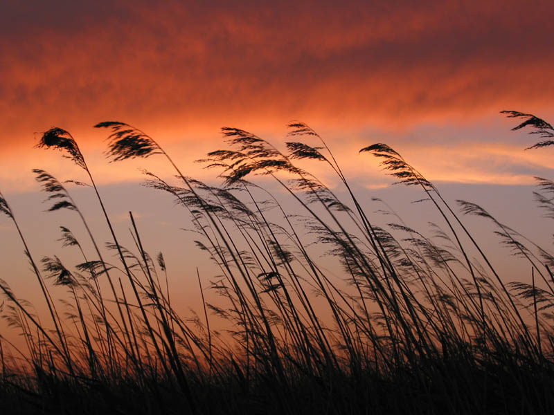 Schilff im Wind