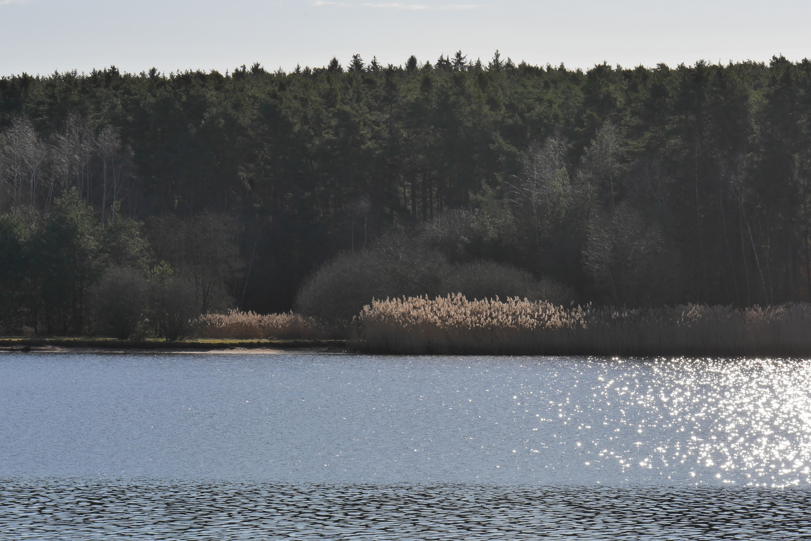 Schilff in der Sonne