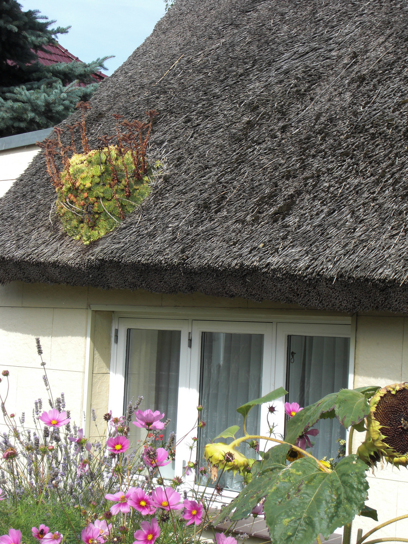 Schilfgedecktes Haus mit blühendem Moos auf Halbinsel Mönchgut /Rügen