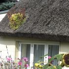 Schilfgedecktes Haus mit blühendem Moos auf Halbinsel Mönchgut /Rügen