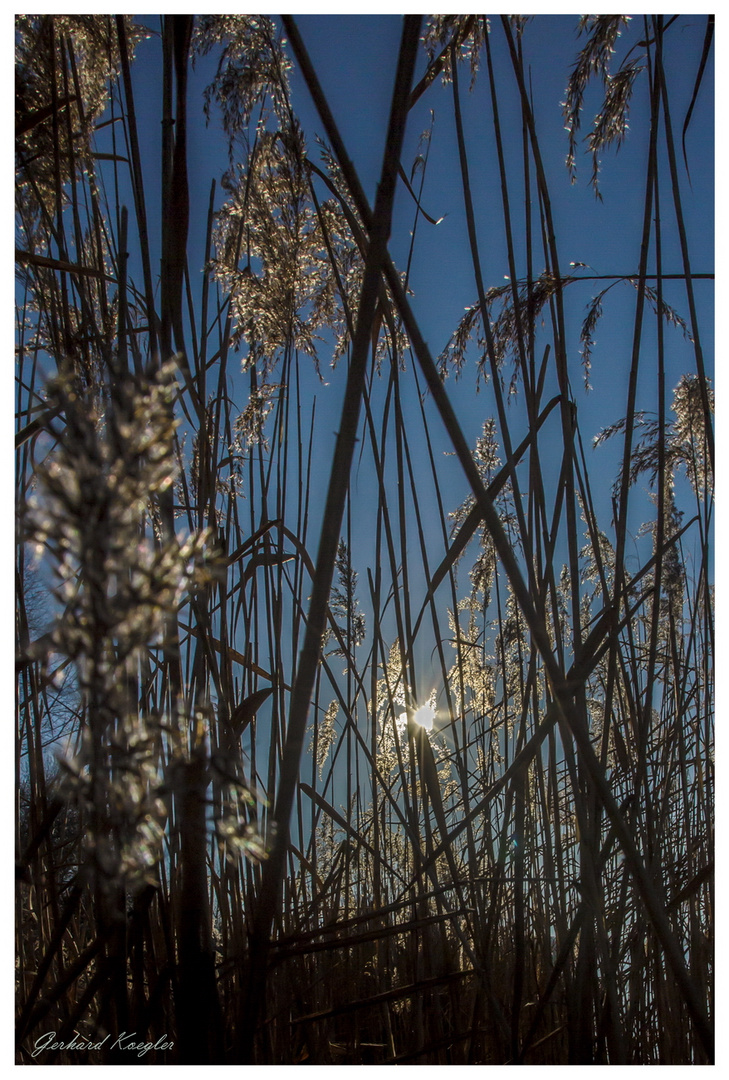 Schilf_Gegenlicht