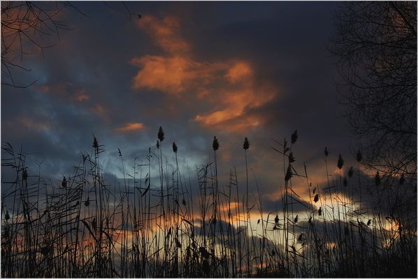 Schilfgras am Abend