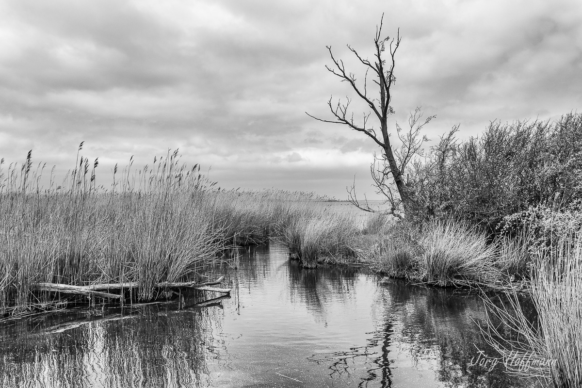 Schilfgras am Achterwasser, sw