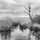 Schilfgras am Achterwasser, sw