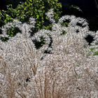 Schilfgras am Gartenteich