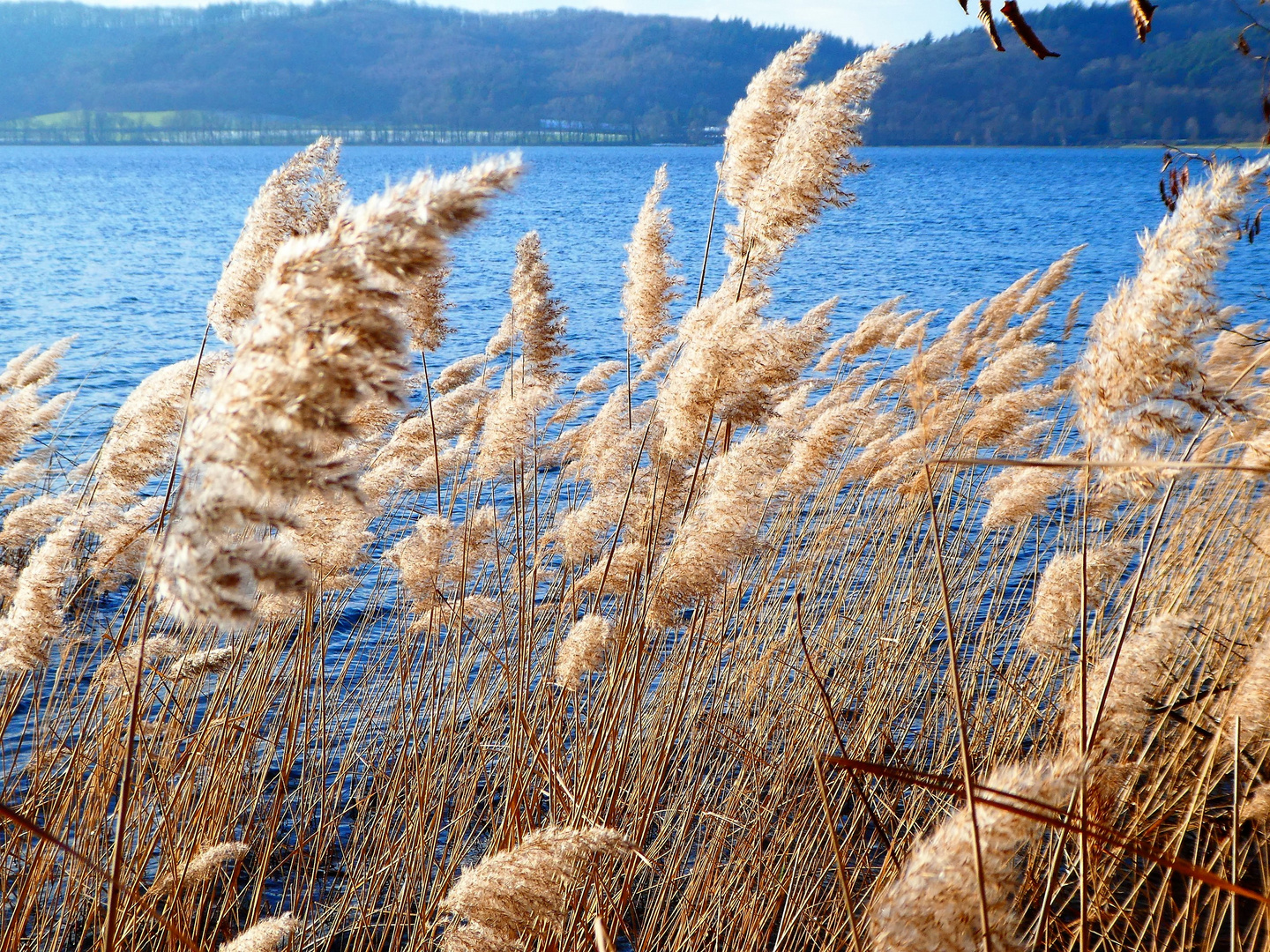 Schilfgras am Laacher See