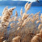 Schilfgras am Laacher See