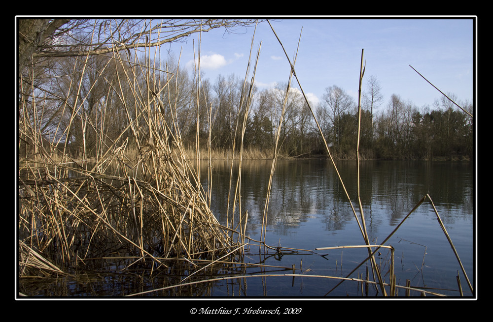 Schilfgras am Riedsee