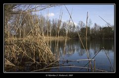 Schilfgras am Riedsee