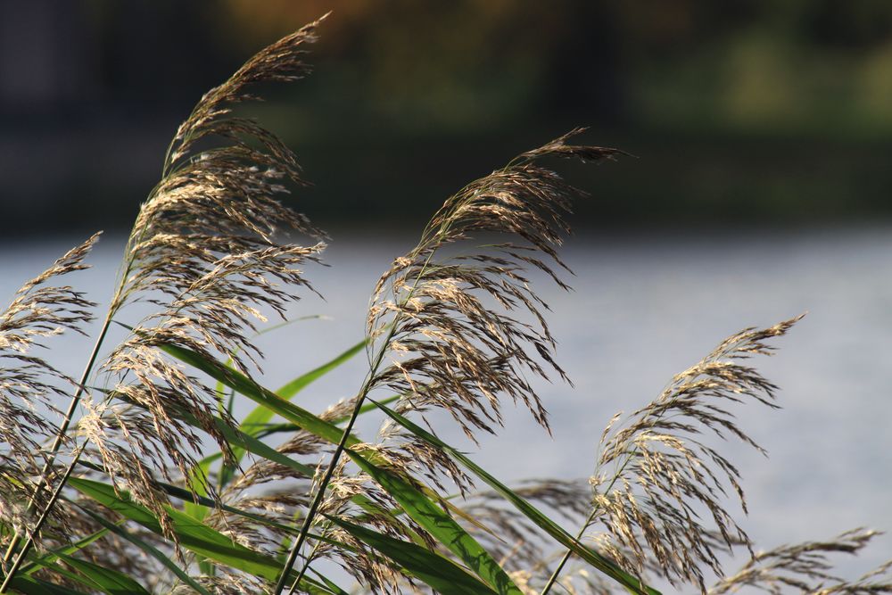 Schilfgras am Wannsee