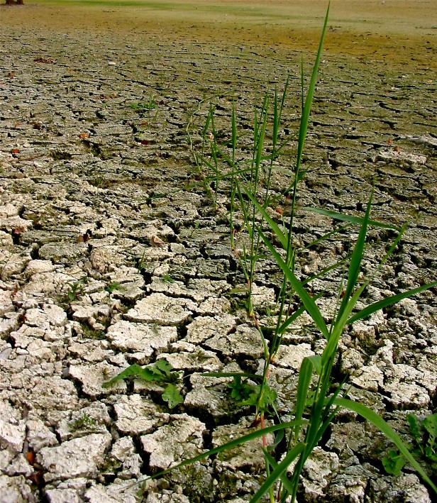 Schilfgras auf der Suche nach Wasser