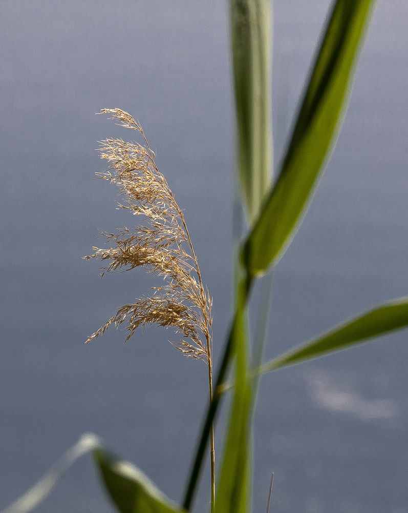 Schilfgras&hellip; Foto &amp; Bild pflanzen, pilze &amp; flechten