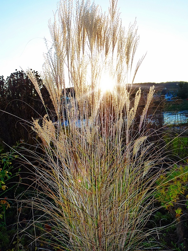 Schilfgras bei Sonnenuntergang