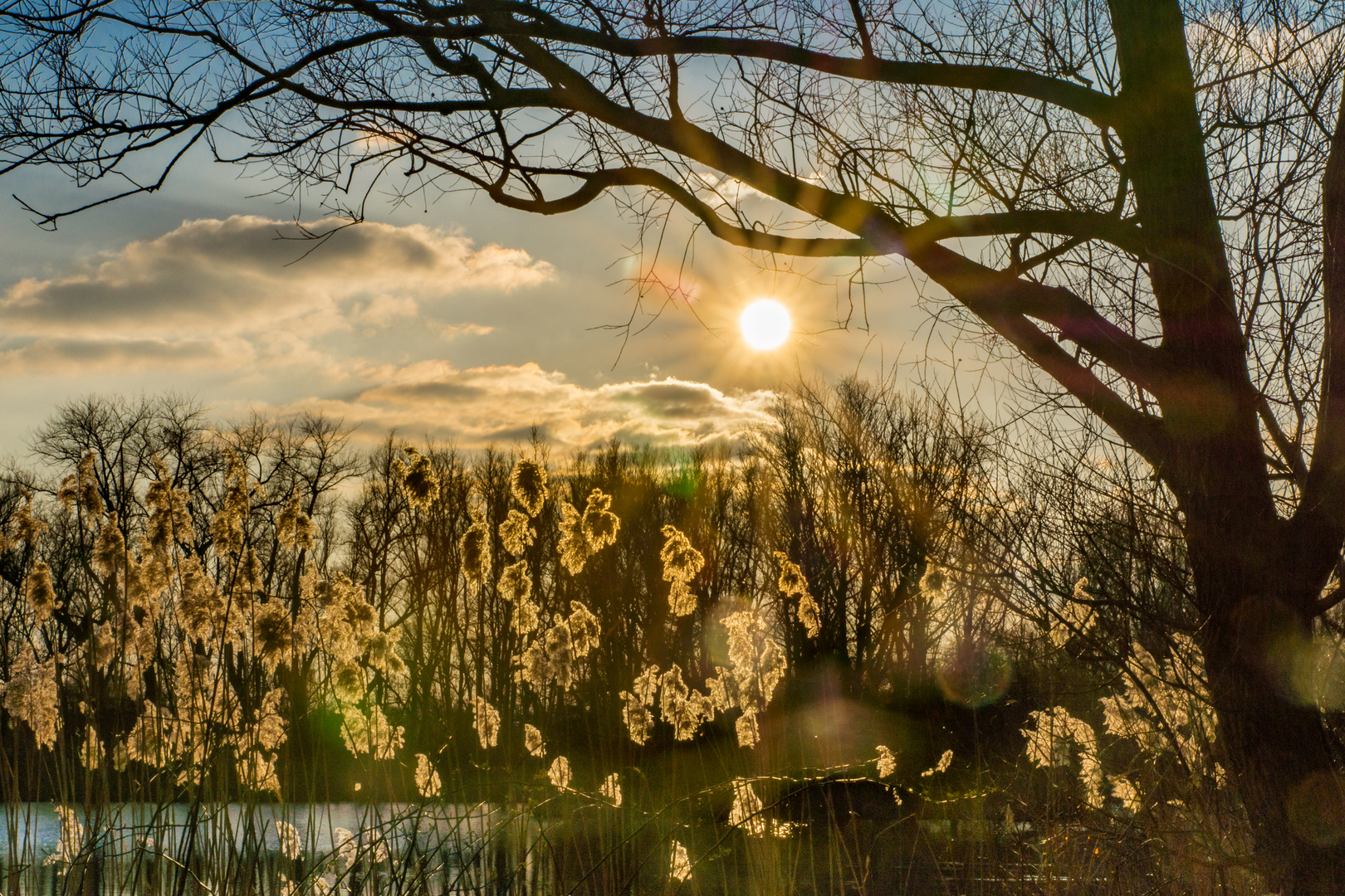 Schilfgras I Hannover Foto & Bild landschaft, bach, fluss & see