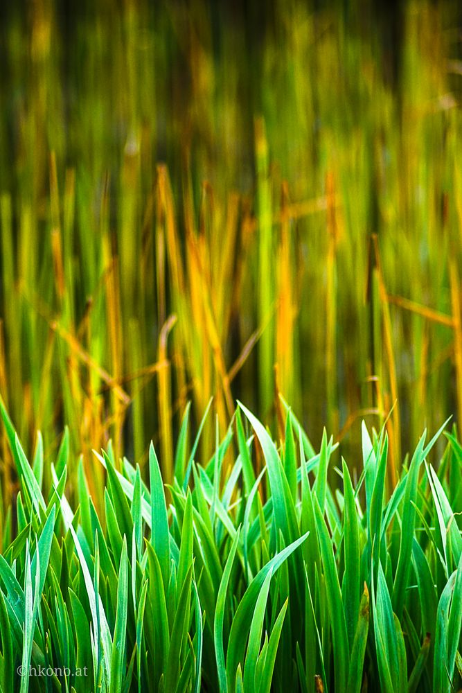 Schilfgras im Biotop Foto & Bild landschaft, bach, fluss & see, see