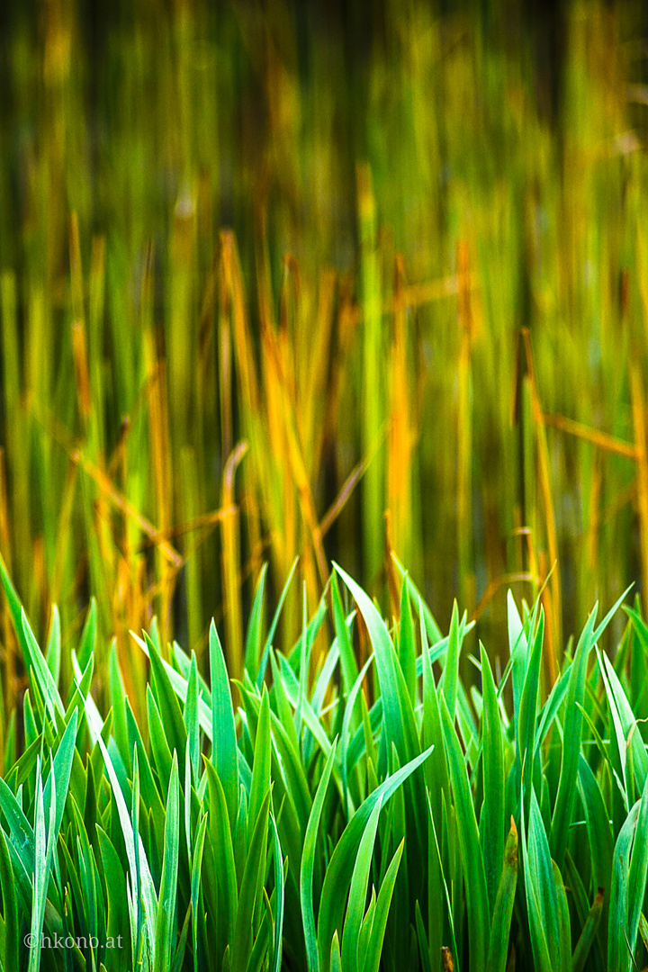 Schilfgras im Biotop Foto & Bild landschaft, bach, fluss & see, see