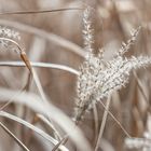 Schilfgras im Licht