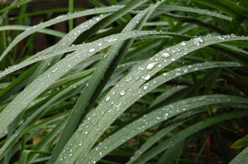 Schilfgras im Regen