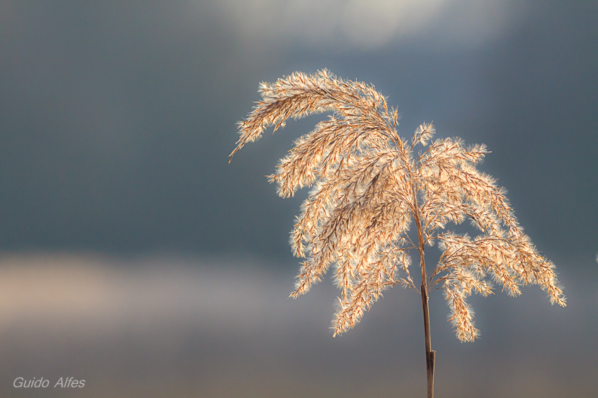 Schilfgras im Spätwinter