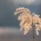 Schilfgras im Spätwinter