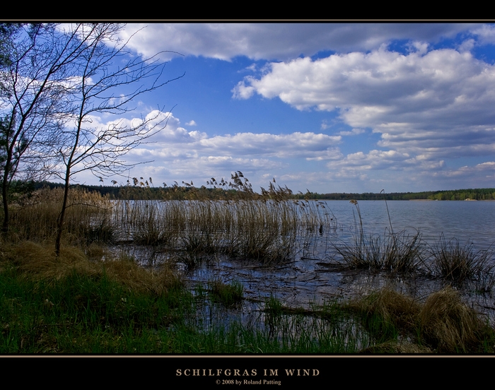 Schilfgras im Wind