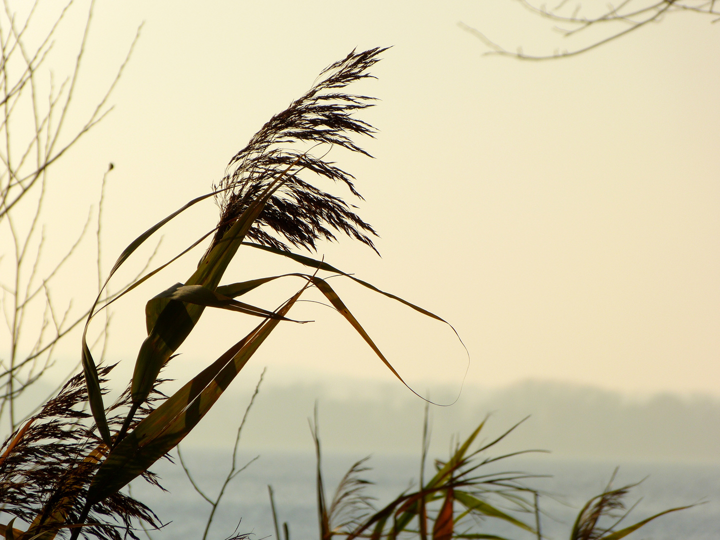 Schilfgras im Wind