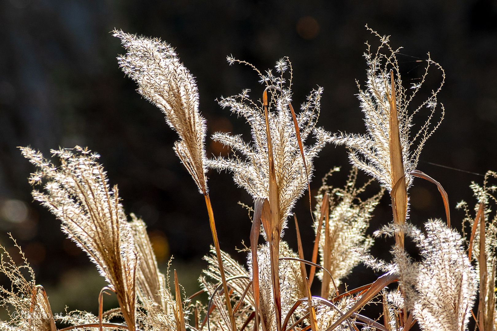 Schilfgras im Wind