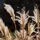 Schilfgras im Wind