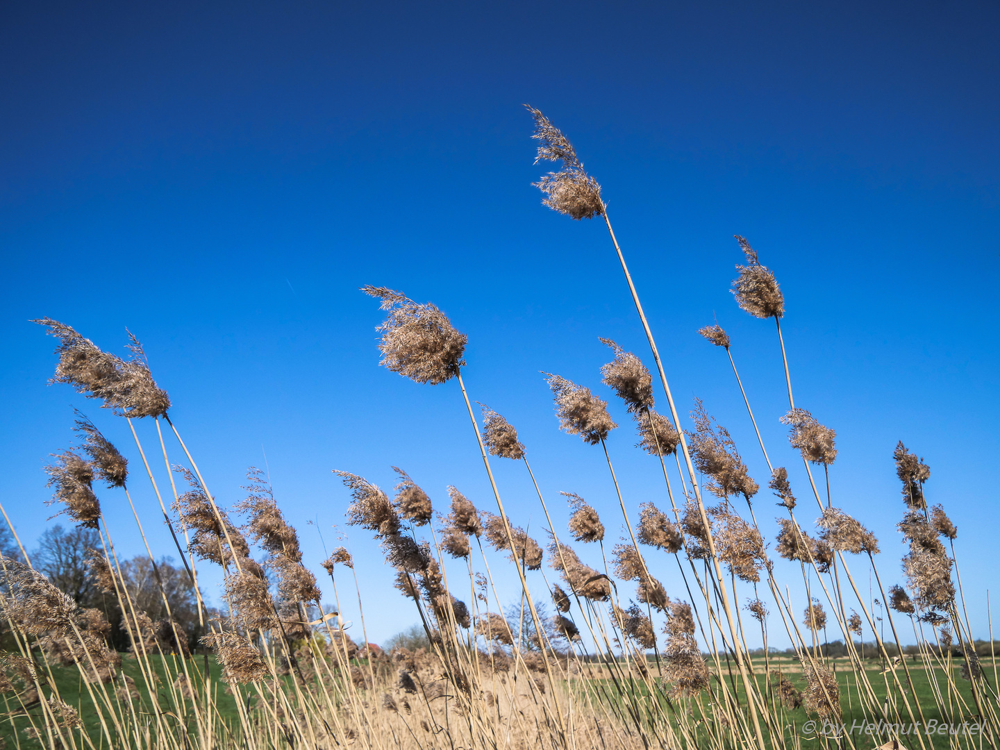 Schilfgras im Wind