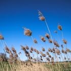 Schilfgras im Wind