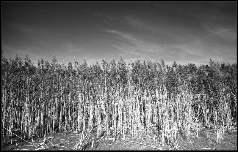 Schilfgras im Wind