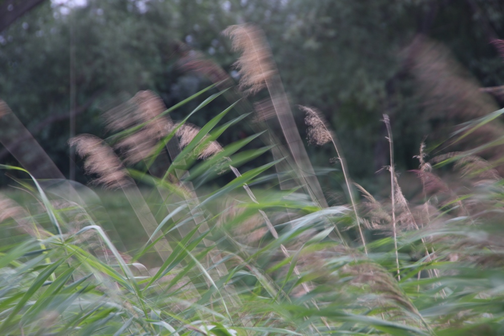 Schilfgras im Wind