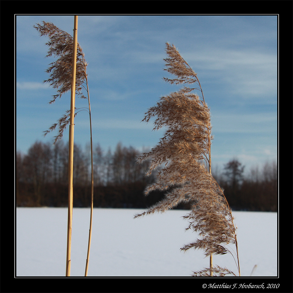 Schilfgras im Winter