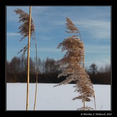 Schilfgras im Winter