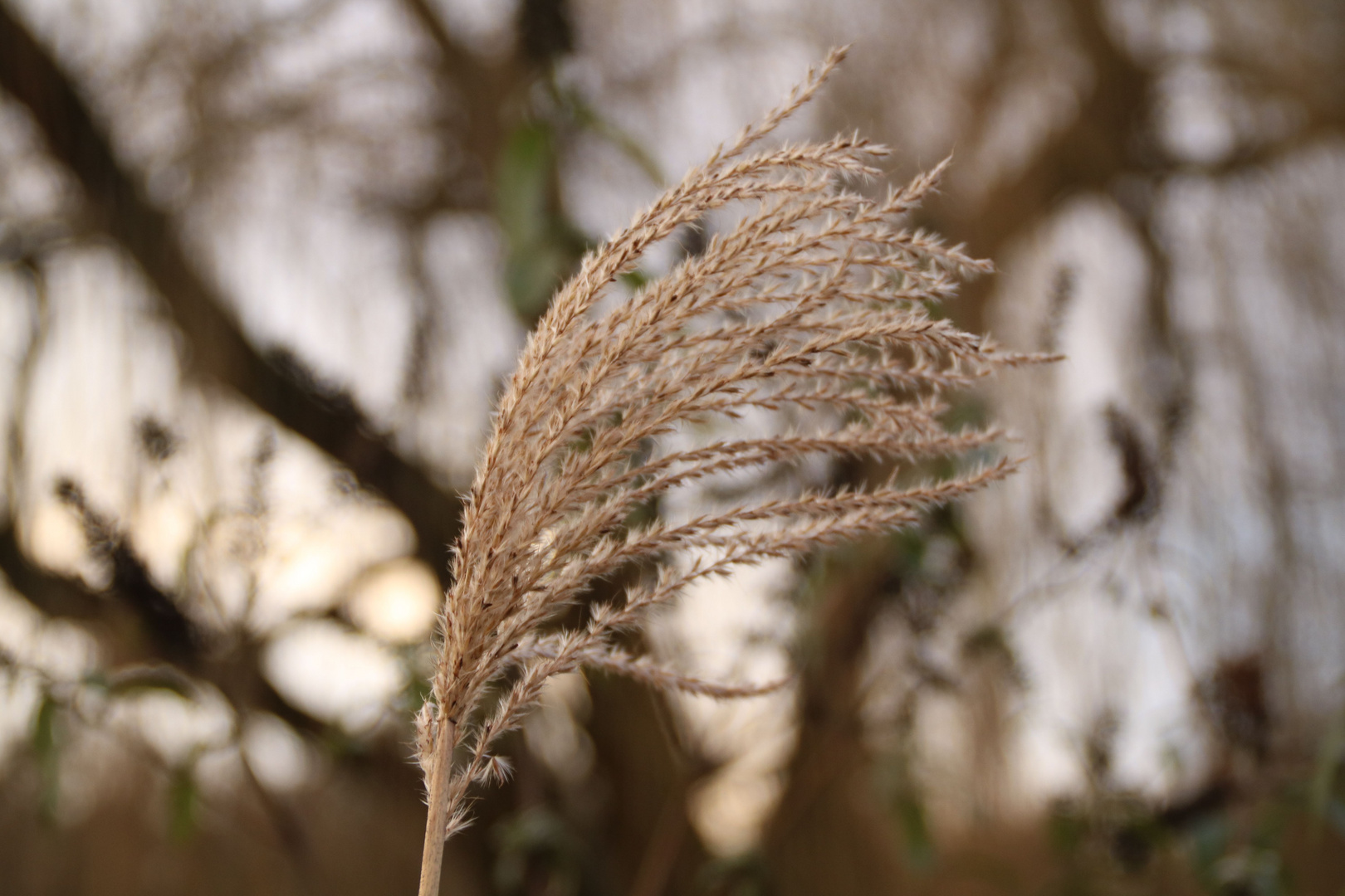 Schilfgras im Winter