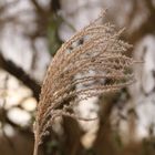 Schilfgras im Winter