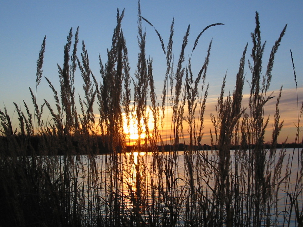 Schilfgras in der Dämmerung Foto & Bild landschaft, bach, fluss & see