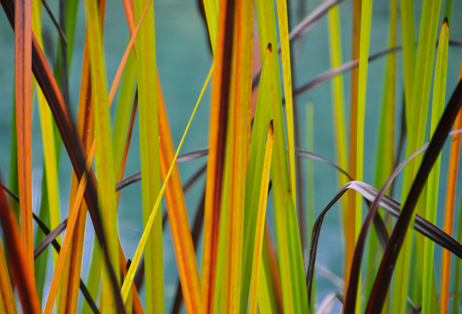 Schilfgras in Herbstfarben