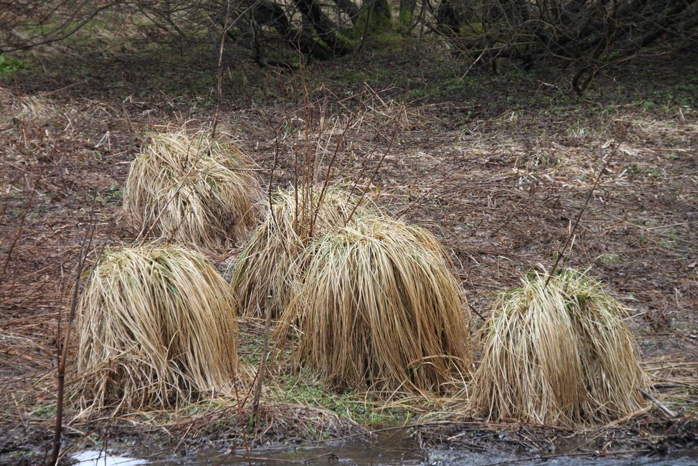 Schilfgras in Winterruhe von bschuerj 