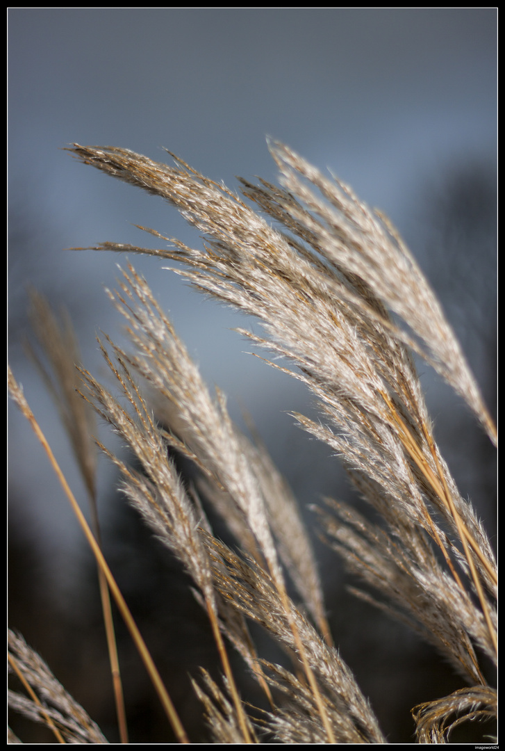 Schilfgras - Phragmites australis blossom -