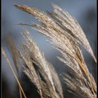 Schilfgras - Phragmites australis blossom -