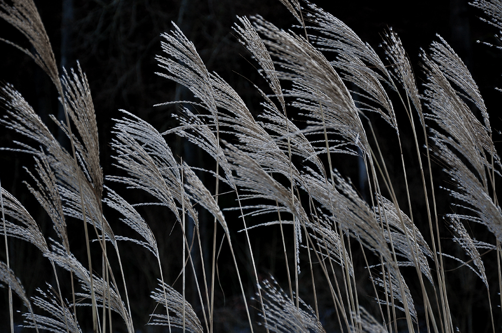 Schilfgrass im Winter